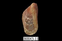 藏品(雲雀殼菜蛤)的圖片